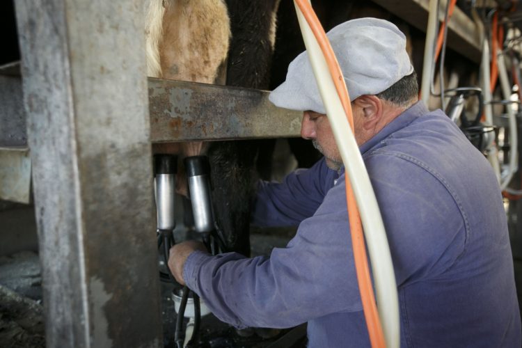 Sueldos rurales se mantienen sin cambios