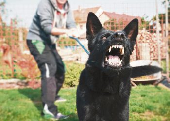 Ante el aumento de ataques de perros: tenencia responsable