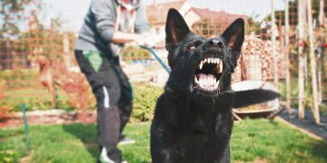Ante el aumento de ataques de perros: tenencia responsable