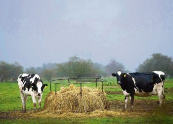 Sigue cayendo el número de tambos, hay un 10% menos, la mayoría pequeños y familiares