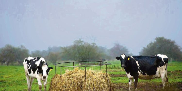 Sigue cayendo el número de tambos, hay un 10% menos, la mayoría pequeños y familiares
