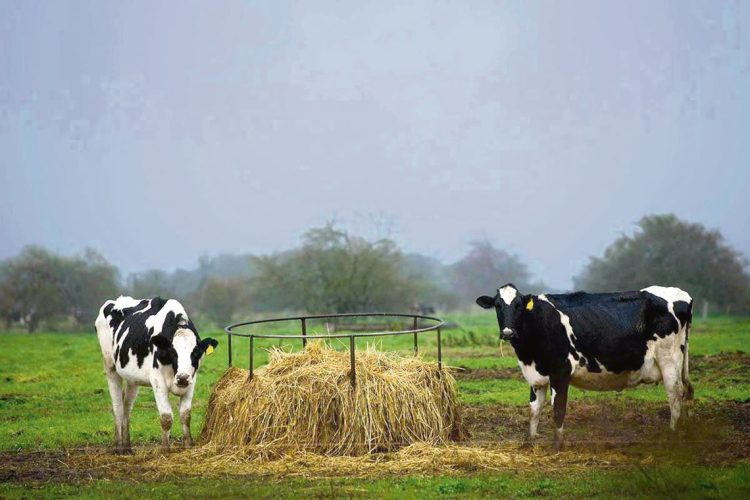Sigue cayendo el número de tambos, hay un 10% menos, la mayoría pequeños y familiares