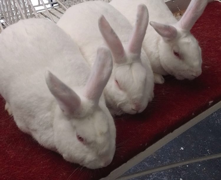 Con promoción y producción, la cunicultura tiene todo para crecer