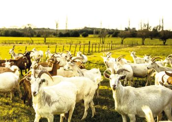 Queso de cabra: desde Los Cerrillos al mundo