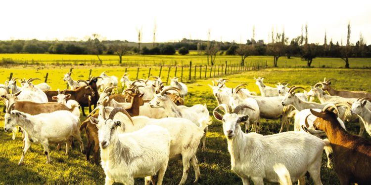 Queso de cabra: desde Los Cerrillos al mundo