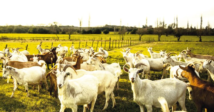 Queso de cabra: desde Los Cerrillos al mundo