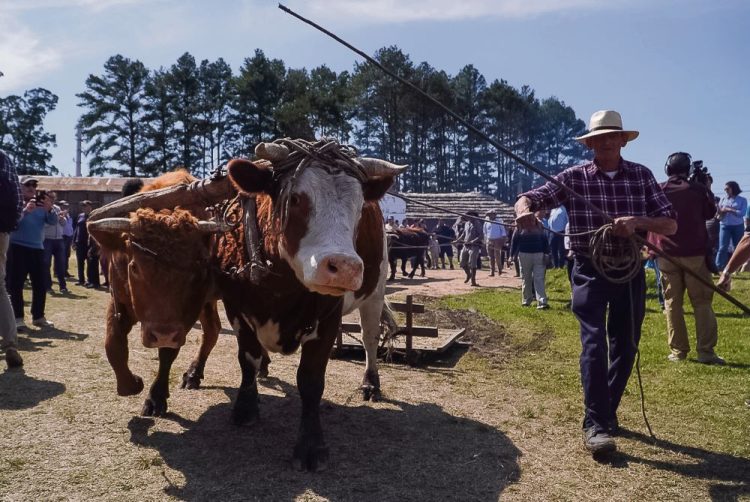 Fiesta de la Chacra reunió cientos de historias llenas de tradiciones en San Jacinto