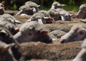 “Hay señales positivas para el mercado de lana”