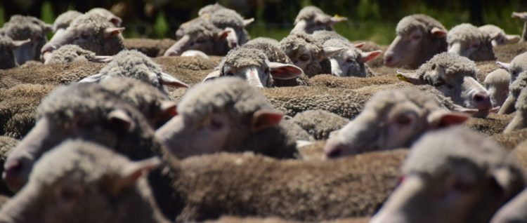 “Hay señales positivas para el mercado de lana”