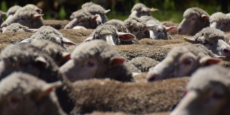 “Hay señales positivas para el mercado de lana”