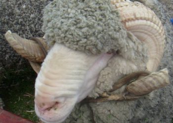 La lana tocó su menor valor en lo que va del año: US$ 7,39