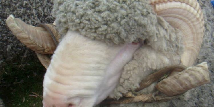 La lana tocó su menor valor en lo que va del año: US$ 7,39