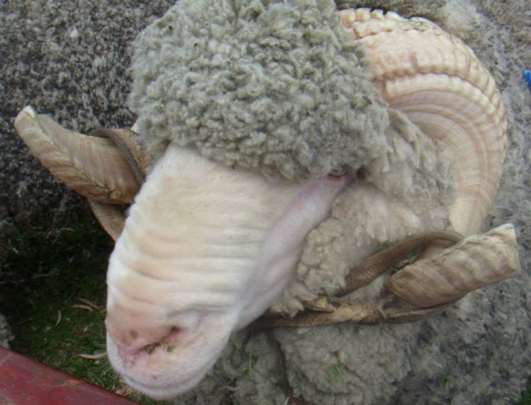 La lana tocó su menor valor en lo que va del año: US$ 7,39