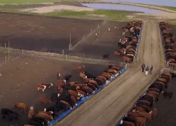 Tras el pico de los US$ 4,05 el mercado ganadero volvió a bajar