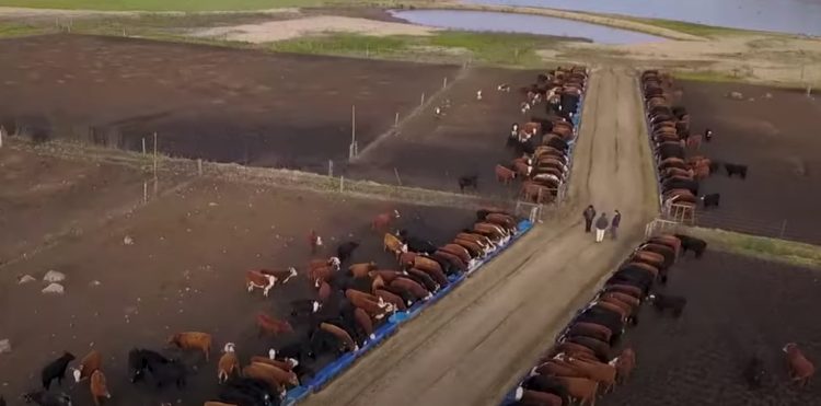 Tras el pico de los US$ 4,05 el mercado ganadero volvió a bajar