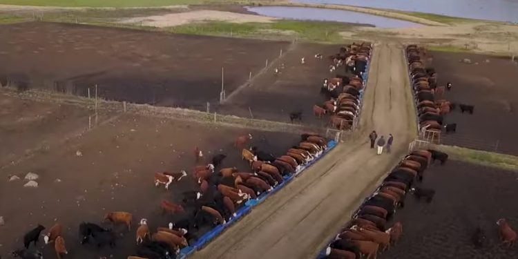 Tras el pico de los US$ 4,05 el mercado ganadero volvió a bajar