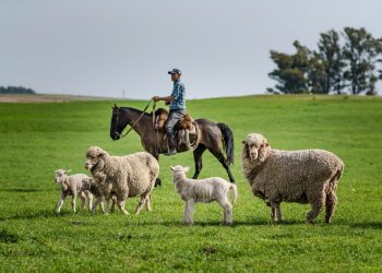 Este jueves el Sistema Cultural de la Lana pasará a ser Patrimonio Inmaterial