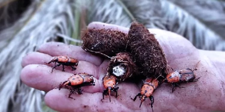 En primavera es el momento de realizar aplicaciones en palmeras como prevención y control del picudo rojo