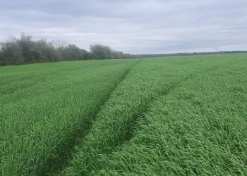 En Copagran hay buenas perspectivas de cultivos para el próximo verano