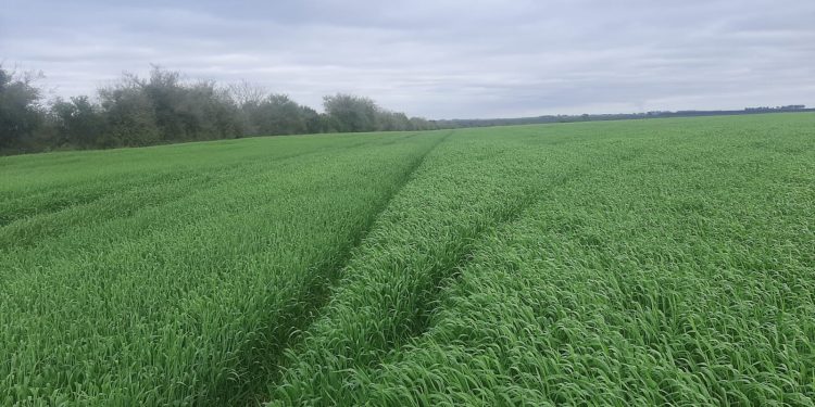En Copagran hay buenas perspectivas de cultivos para el próximo verano