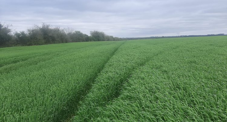 En Copagran hay buenas perspectivas de cultivos para el próximo verano