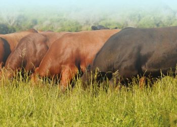 Joaquín Falcón: “Estamos en la recta final de una buena zafra de toros”
