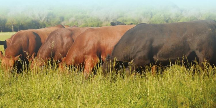 Joaquín Falcón: “Estamos en la recta final de una buena zafra de toros”