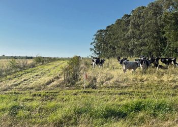 Cada vez más productores se suman al silvopastoreo en todo el país