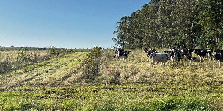 Cada vez más productores se suman al silvopastoreo en todo el país