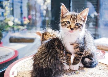 Cafelino: una cafetería que funciona como un Tinder para emparejar gatos y humanos