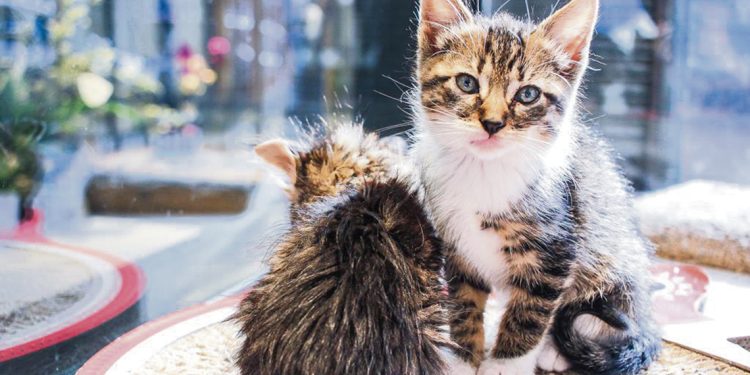 Cafelino: una cafetería que funciona como un Tinder para emparejar gatos y humanos