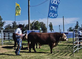 Con total éxito y buen nivel de público se llevó a cabo la 85ª Expo San Carlos