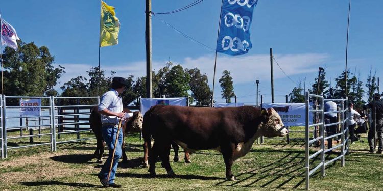Con total éxito y buen nivel de público se llevó a cabo la 85ª Expo San Carlos
