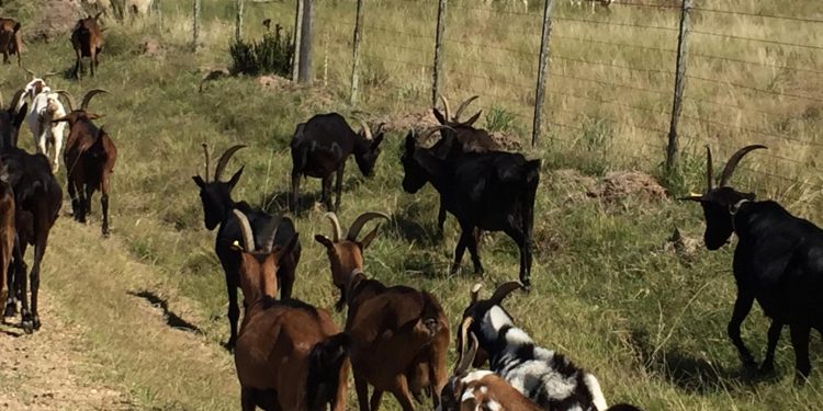 “El producto de cabra no se vende solo, hay que hacerle publicidad”
