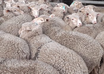 El precio promedio de la lana en el nivel más bajo del mes