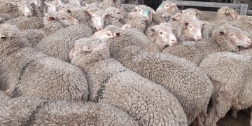 El precio promedio de la lana en el nivel más bajo del mes