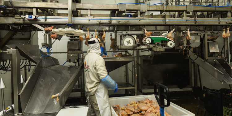 Uruguay será sede del Congreso Latinoamericano de Avicultura en Punta del Este OVUM 2024