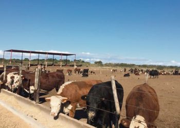 La ganadería necesita de los corrales de engorde para aumentar la faena y la exportación