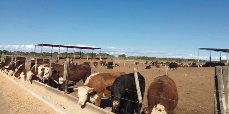 La ganadería necesita de los corrales de engorde para aumentar la faena y la exportación