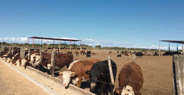 La ganadería necesita de los corrales de engorde para aumentar la faena y la exportación