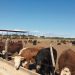 La ganadería necesita de los corrales de engorde para aumentar la faena y la exportación