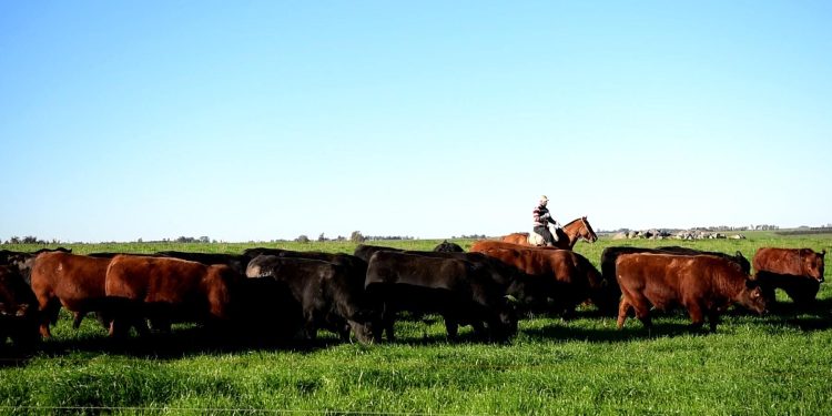 El futuro de la producción ganadera nacional en “un mundo sostenible”