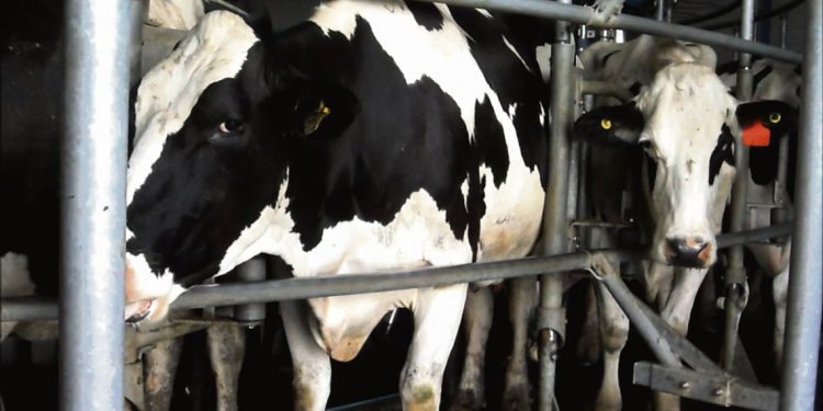 “El sector lechero tiene varias luces de advertencia”