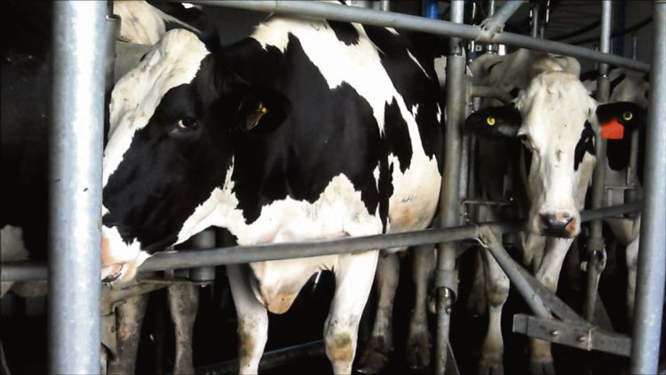 “El sector lechero tiene varias luces de advertencia”
