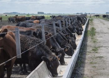 Adecuándose a los tiempos, UTU inauguró su primer feedlot