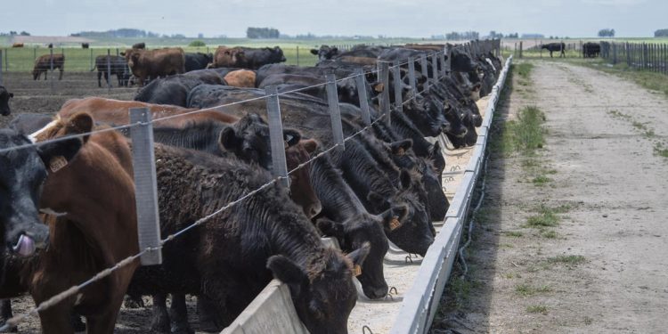 Adecuándose a los tiempos, UTU inauguró su primer feedlot