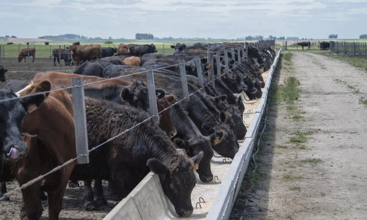 Adecuándose a los tiempos, UTU inauguró su primer feedlot