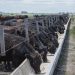 Adecuándose a los tiempos, UTU inauguró su primer feedlot