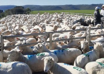 Las autoridades de cualquier perfil político “deben acercarse más a las instituciones como Calai”