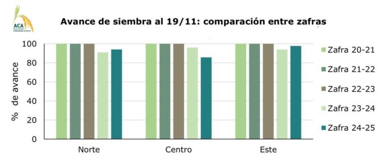 Avance positivo de la siembra de arroz
